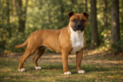 Étalon Staffordshire Bull Terrier - Ally mac beal aka april The Jocker's Bullyhouse