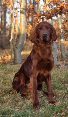 Étalon Setter irlandais rouge - GUSS des Voutes de Saint Donat