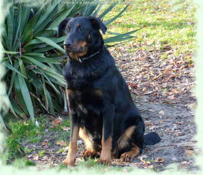 Étalon Berger de Beauce - Original's d'hazurra Des Divins Bergers