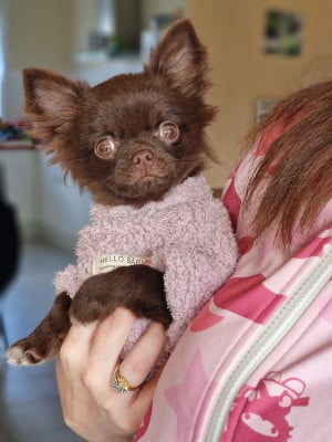 Étalon Chihuahua - Aimy Les Anges De Sidonie