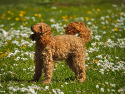 Étalon Caniche - Vivid Souvenir of Dypsie del rey rakachi