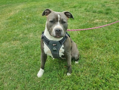 Étalon American Staffordshire Terrier - VIKACHU Du Petit Brillouard