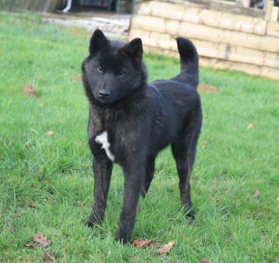 Étalon Kai - A'karube go Des Fideles Akita Ken