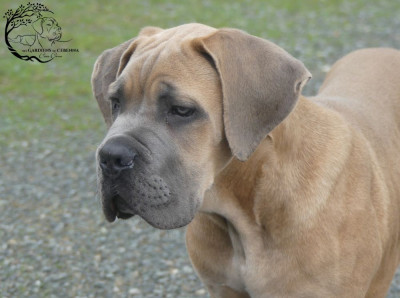 Étalon Cane Corso - Adam Des Gardiens De Cebenna