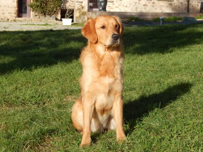Étalon Golden Retriever - VADIM D'Aspe & D'Ossau