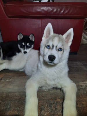 Étalon Siberian Husky - Liubov's Anouchka