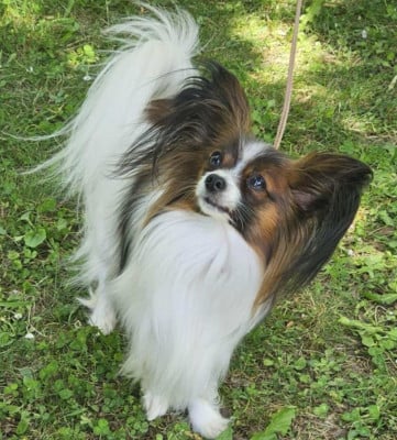 Étalon Epagneul nain Continental (Papillon) - CH. ALLEGRO CON BRIO NARNIA NABUCO