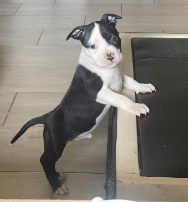 Étalon American Staffordshire Terrier - ALL BLACK KING'S LEGEND de L'éclat Du Diamant Bleu