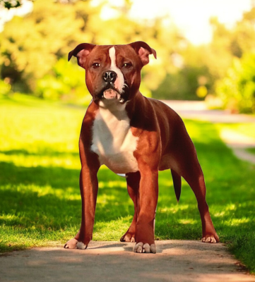 Étalon Staffordshire Bull Terrier - Arrow polar force Imperial Red Bull