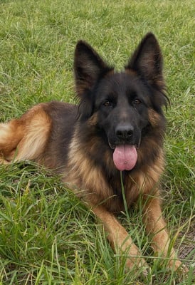 Étalon Berger Allemand Poil Long - Vizzavona Silka