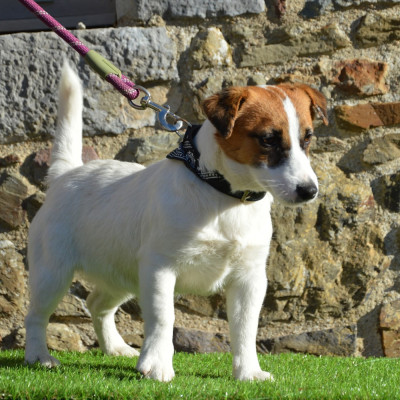 Étalon Jack Russell Terrier - ALL STAR Jack N Roll