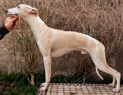 Étalon Whippet - Asta la vista du castel minervois