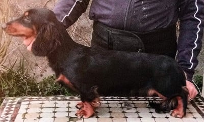 Étalon Teckel poil long - Athenaïs Good Spotted Paradise