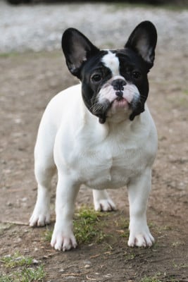 Étalon Bouledogue français - Alpha d'Iskandar