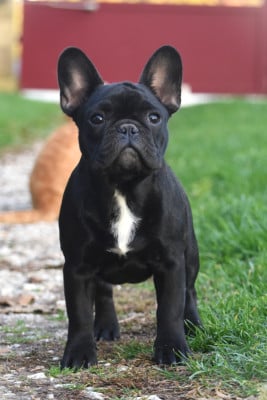 Étalon Bouledogue français - Auguste renoir de l'Or Noir De Paris