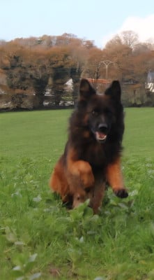 Étalon Berger Allemand Poil Long - Silka des Anges de la Claie