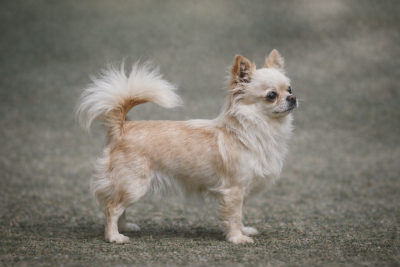 Étalon Chihuahua - Save The Last Dance Des Etoiles D'Artemis