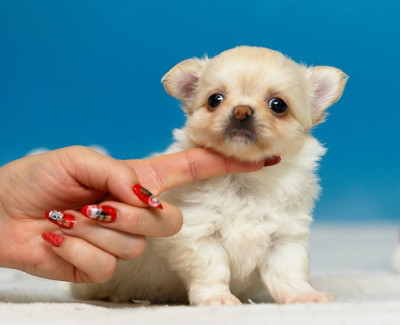 Étalon Chihuahua - platinum kid RUMBA