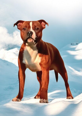 Étalon Staffordshire Bull Terrier - Arrow polar force Imperial Red Bull