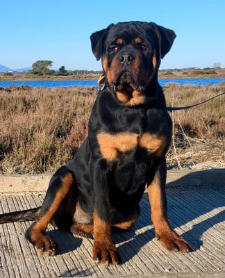 Étalon Rottweiler - Akhenaton Du Royaume De L'Occitanie