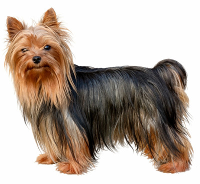 Étalon Yorkshire Terrier - Varek Du Val De Clavernau
