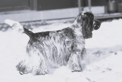 Étalon Cocker Spaniel Anglais - CH. Xclusivité Du Pré Aux Etocs
