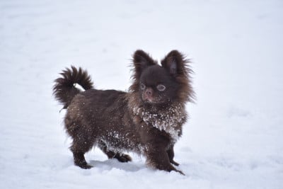 Étalon Chihuahua - Y'zayone My Fair Chi