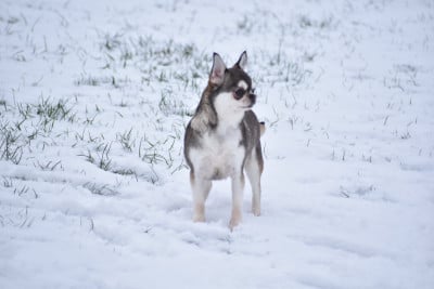 Étalon Chihuahua - takara-tamaris Tinker belle aka akela