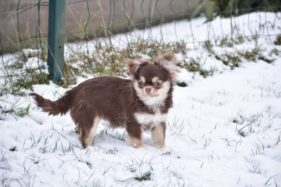 Étalon Chihuahua - Y'zaya My Fair Chi