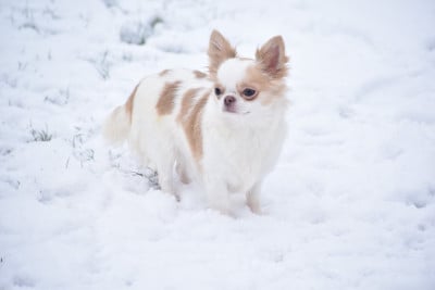 Étalon Chihuahua - Yndra nolween My Fair Chi
