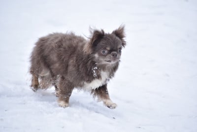 Étalon Chihuahua - Yunona best alias ebony (Sans Affixe)