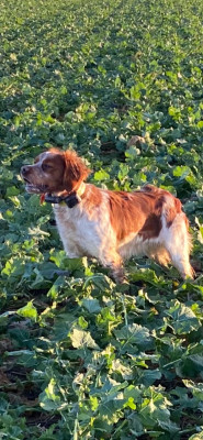 Étalon Epagneul Breton - Adel du Clan des Perdrix