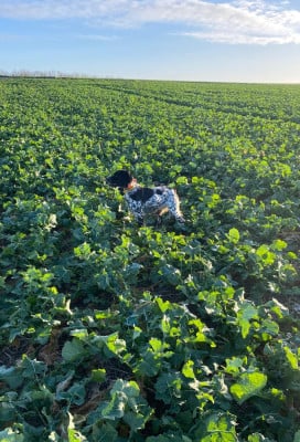 Étalon Epagneul Breton - Arras Du pays d'artois