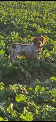 Étalon Epagneul Breton - Asko Du pays d'artois