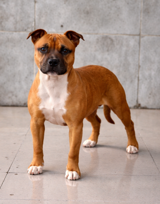 Étalon Staffordshire Bull Terrier - Ally mac beal aka april The Jocker's Bullyhouse