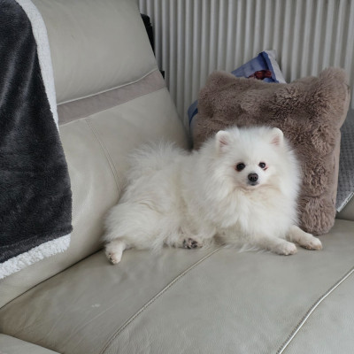 Étalon Spitz allemand - Patty blanche de brachy-blanche