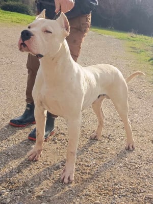 Étalon Dogo Argentino - Zorro de la cocha