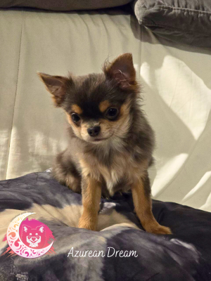 Étalon Chihuahua - Azurean Dream des Louveteaux De Nasca