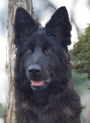 Étalon Berger Allemand Poil Long - Awai de la Saviotine