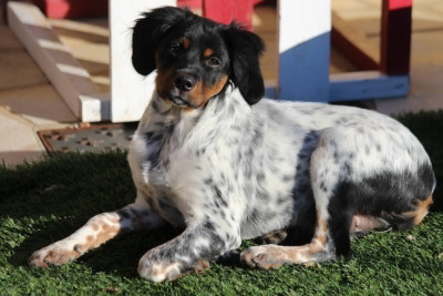 Étalon Epagneul Breton - Arwen Du Vallon D'Iron