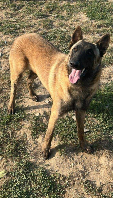 Étalon Berger Belge - Athéna De La Butte Des Crocs Blancs