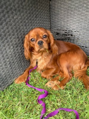 Étalon Cavalier King Charles Spaniel - utwo du mont d'amour