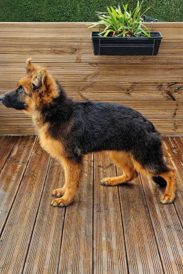 Étalon Berger Allemand Poil Long - Aegon De La Légende D'Amarok