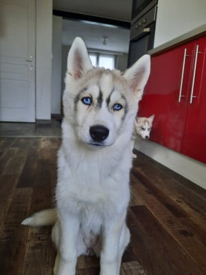 Étalon Siberian Husky - Liubov's Anouchka