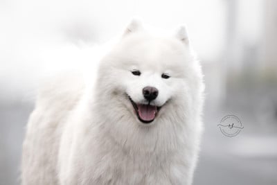 Étalon Samoyède - CH. radost zhizni NICE