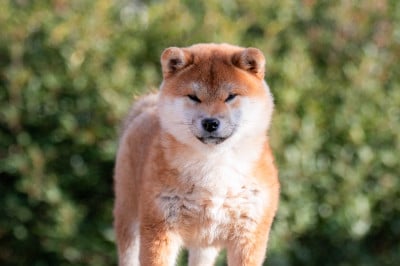 Étalon Shiba - Akanetora Go Sakura Kensha