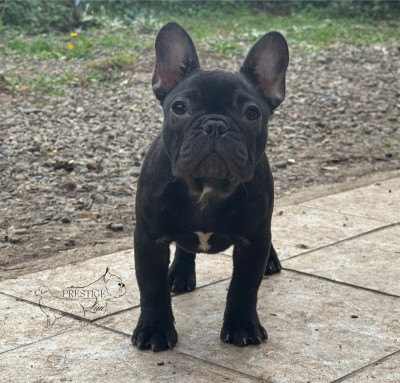 Étalon Bouledogue français - Prestige Line A goddess sacred fire hestia