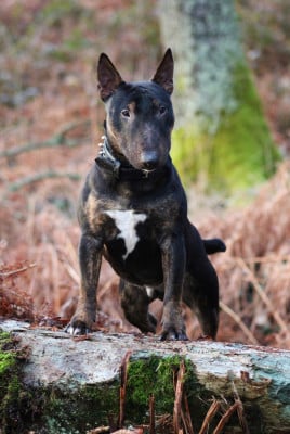 Étalon Bull Terrier Miniature - Alpha Du Domaine Des Démons Bretons