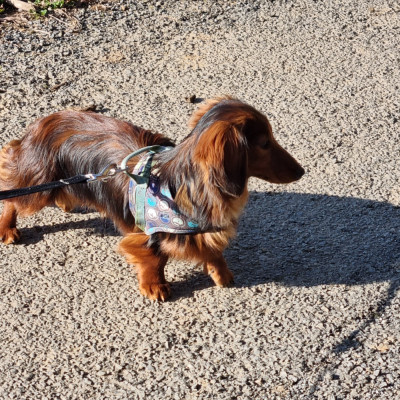 Étalon Teckel poil long - V'Morteau de monesties