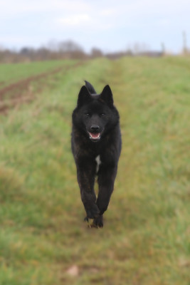 Étalon Kai - A'karube go Des Fideles Akita Ken